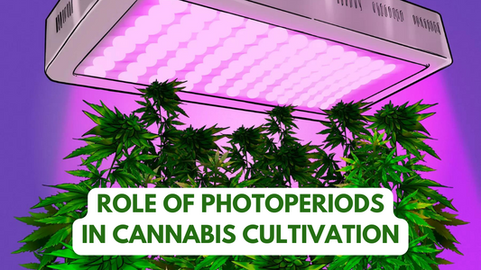 Role of Photoperiods is in Cannabis Cultivation