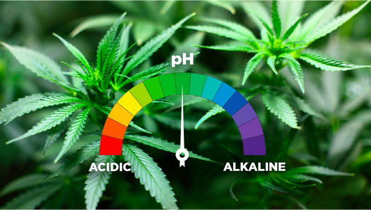 The Importance of pH in Cannabis Growing.