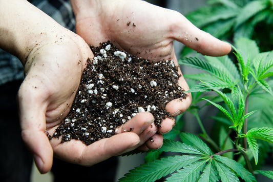 The Best Soil Mixtures for Cannabis Plants