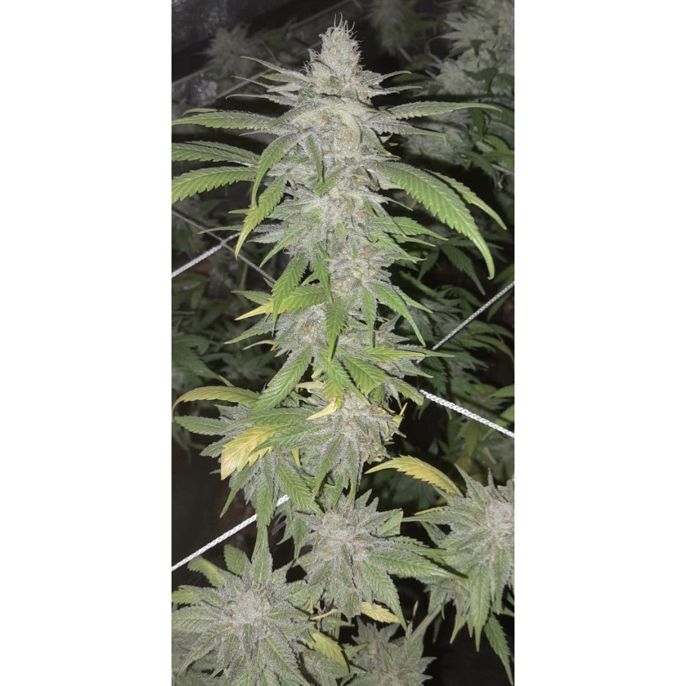 Blue Cheese Feminised Seed