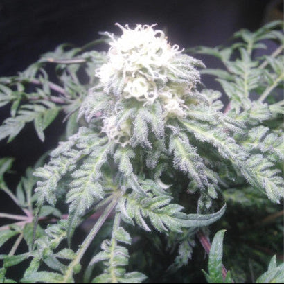 Freakshow Clone: Humbolt