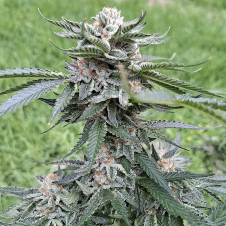 Peanut Butter Jelly Cake Clone: 808Genetics