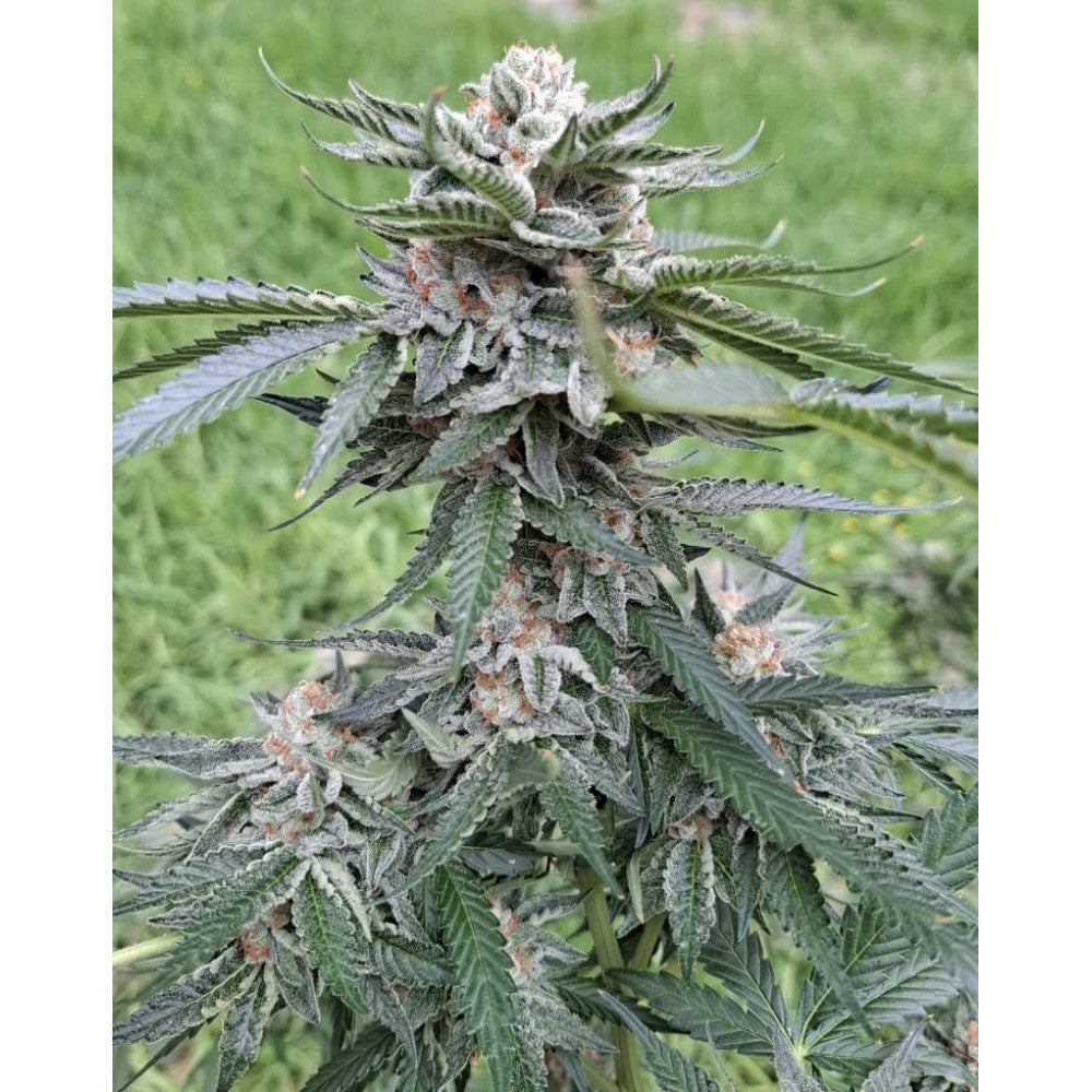 Peanut Butter Jelly Cake Clone: 808Genetics