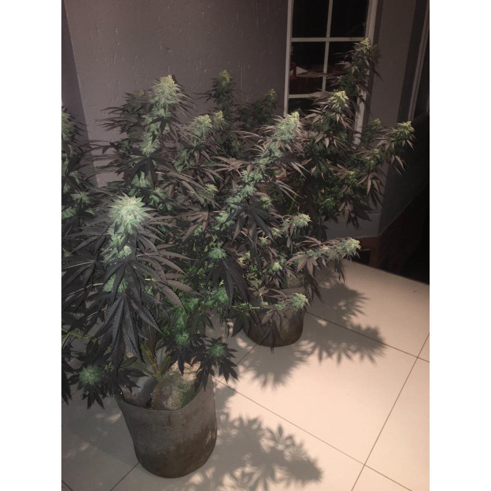 Mac-8 Clone: Capulator Genetics