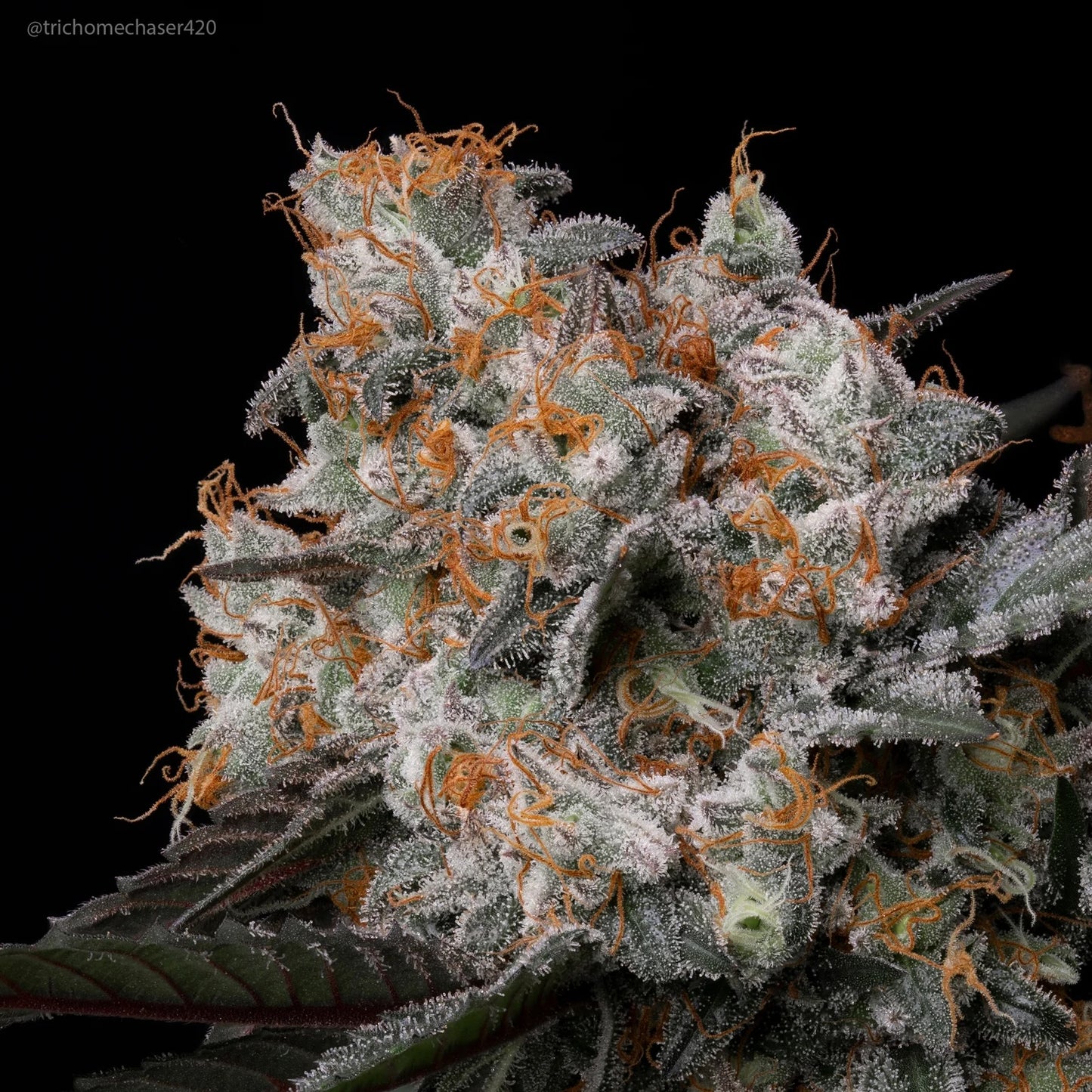 Alimony Feminised Seed