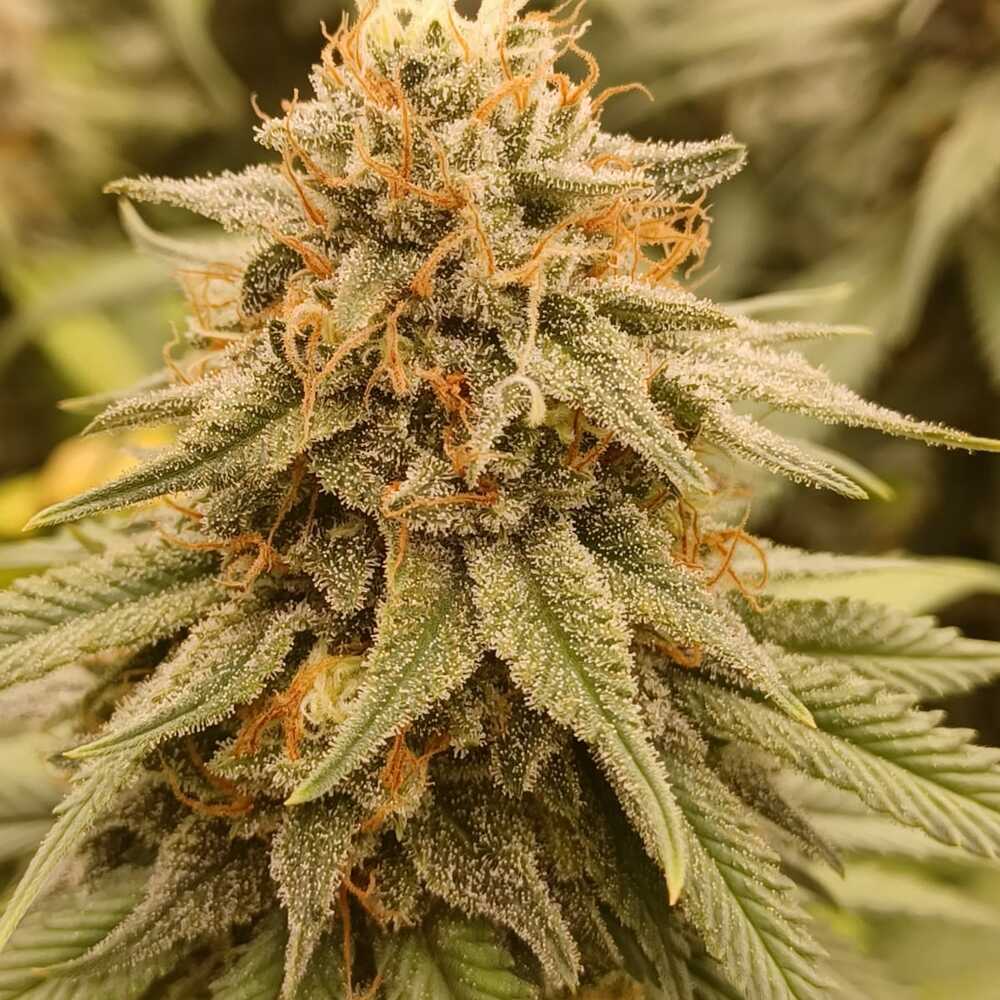Blue Cheese Feminised Seed