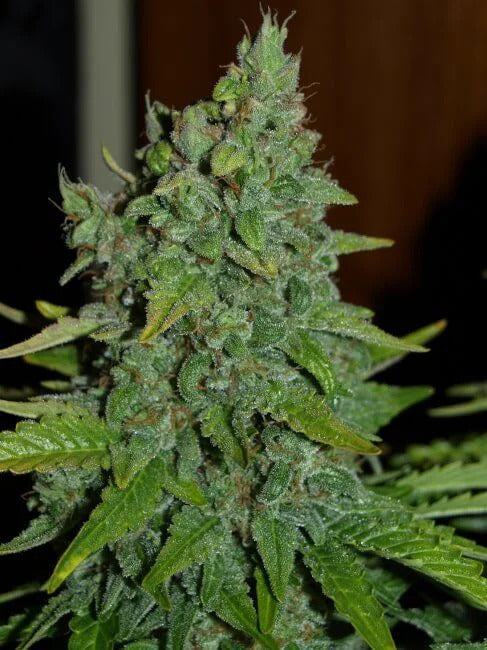 Blue Monster Feminised Seed