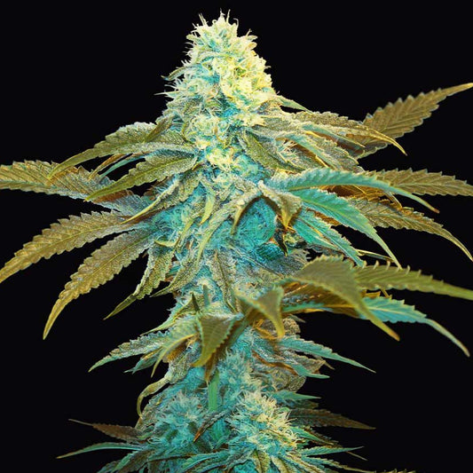 Brain Damage Feminised Seed