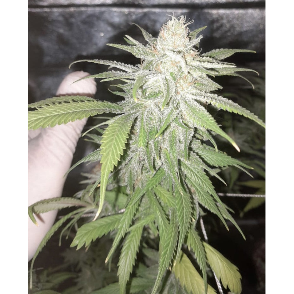 Blue Cheese Feminised Seed