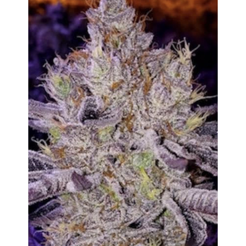 Apex Clone: Ethos Genetics