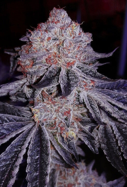 Apex Clone: Ethos Genetics