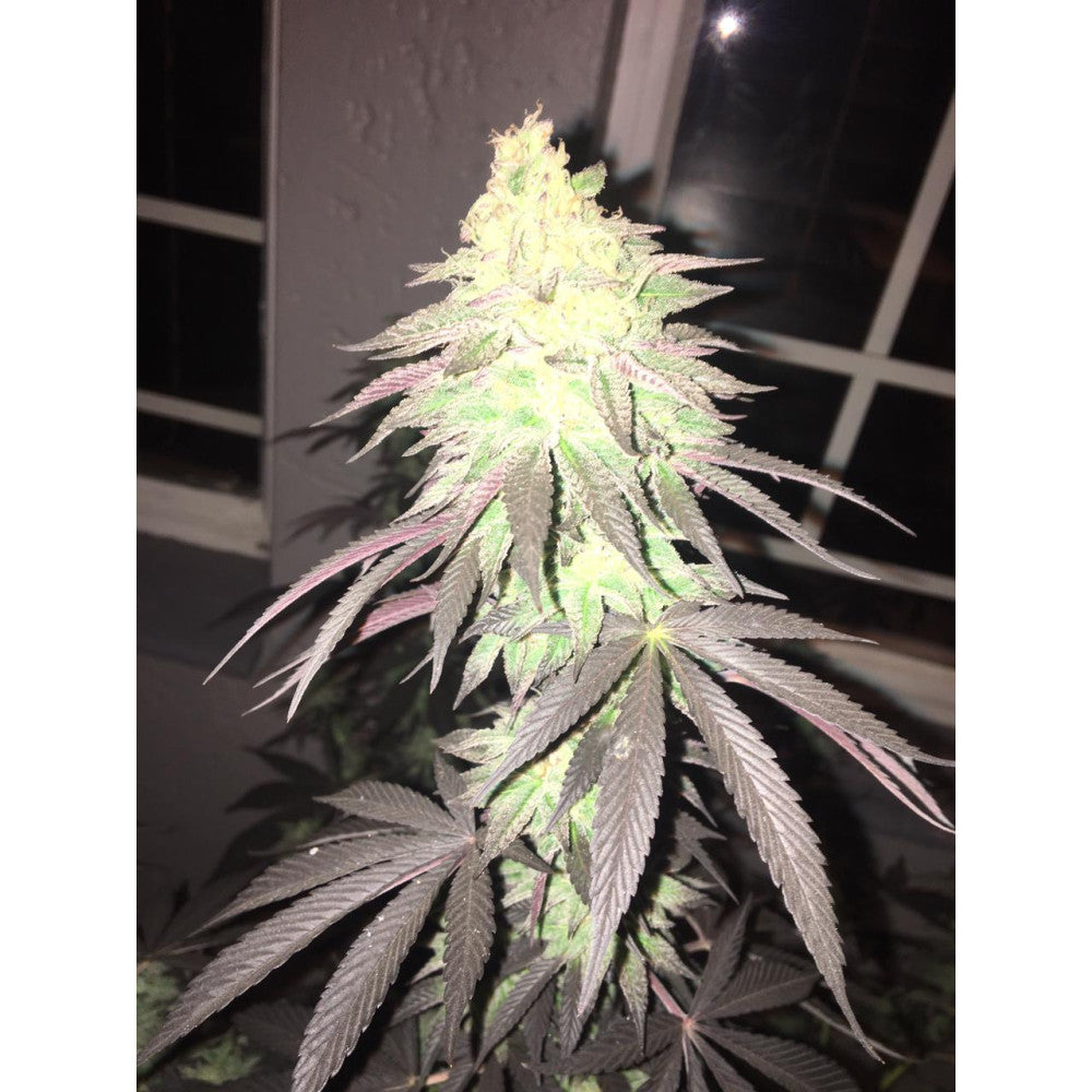 Mac-8 Clone: Capulator Genetics