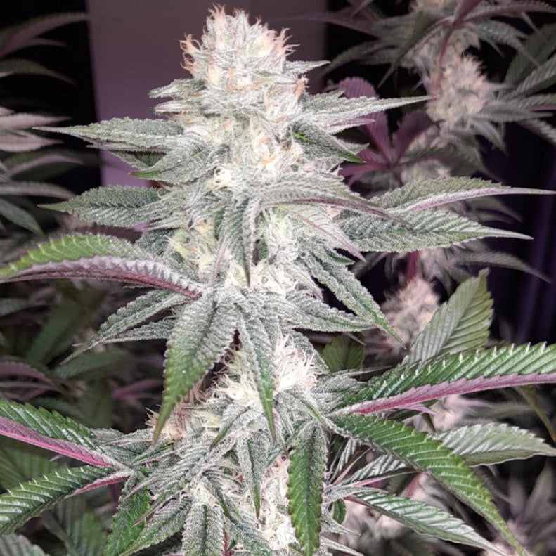 Huckleberry Frost Clone: Head Honcho Genetics