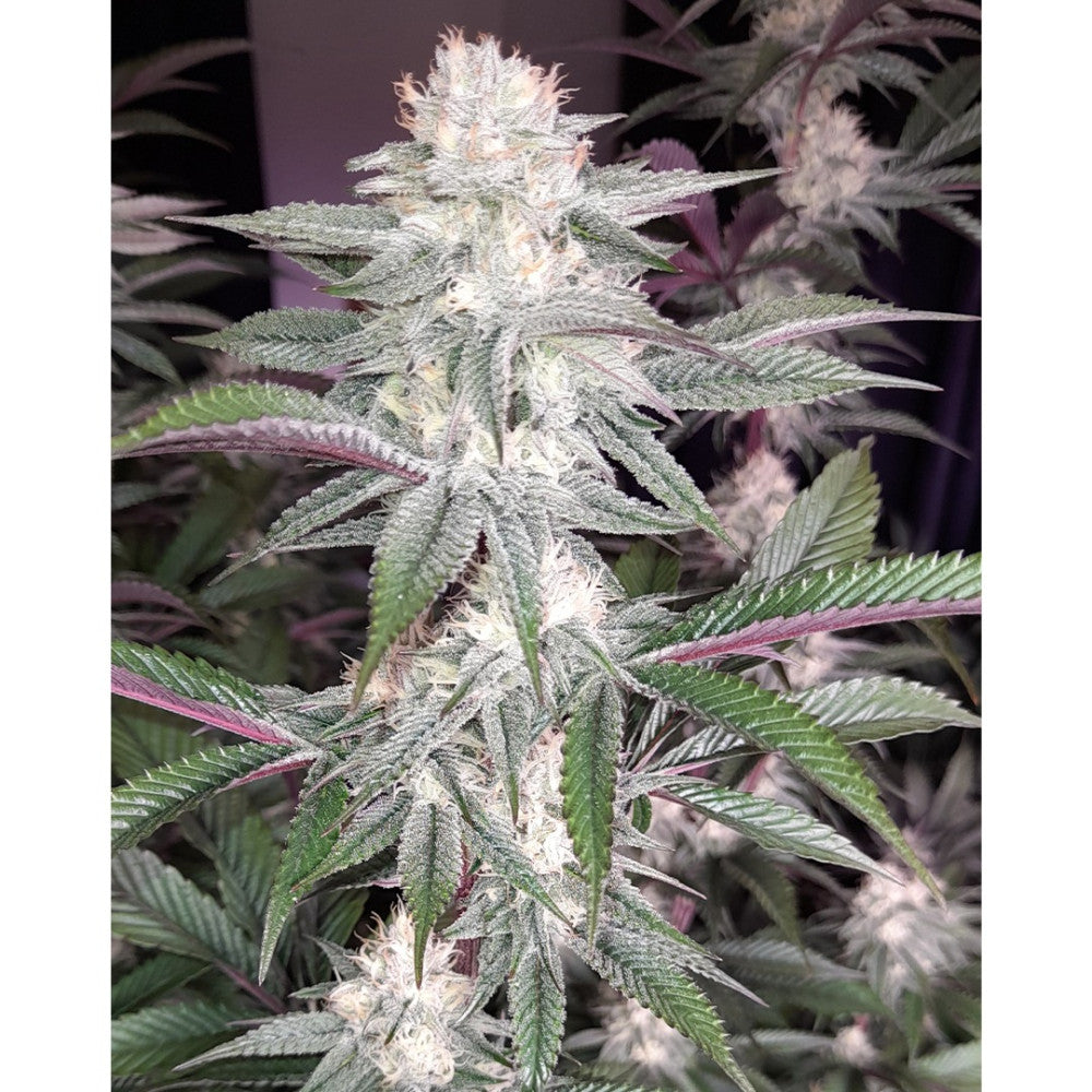 Huckleberry Frost Clone: Head Honcho Genetics