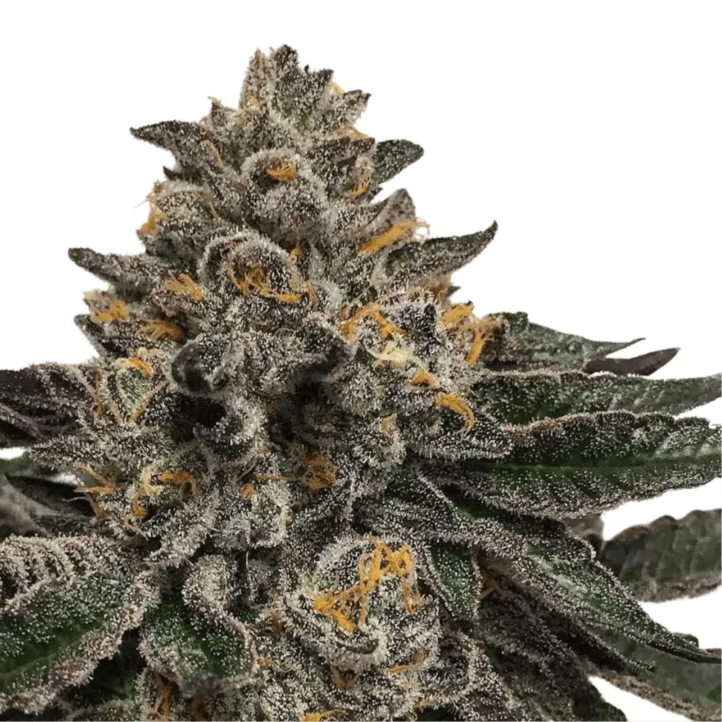 Jet Fuel Gelato Clone: Compound Genetics