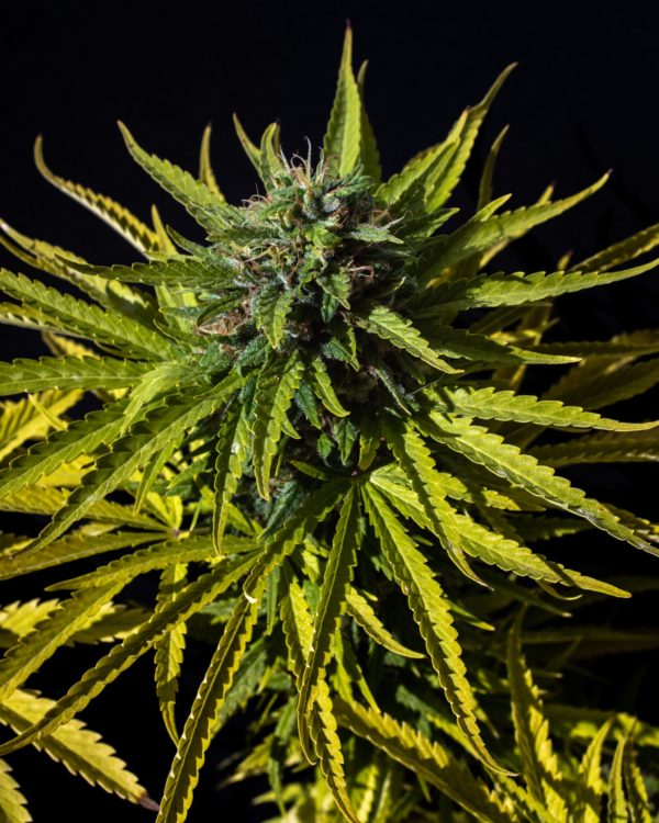 Swazi Gold Regular Seed