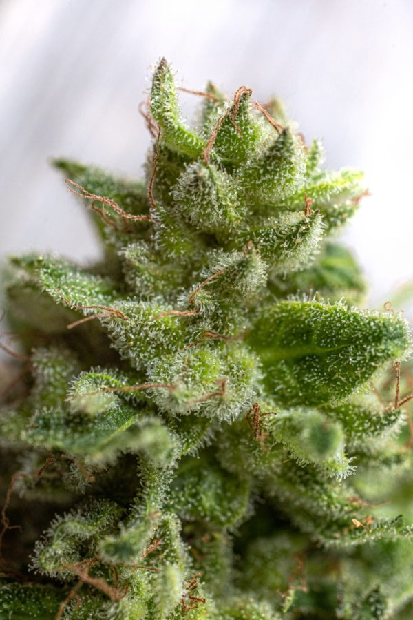 Swazi Gold Regular Seed