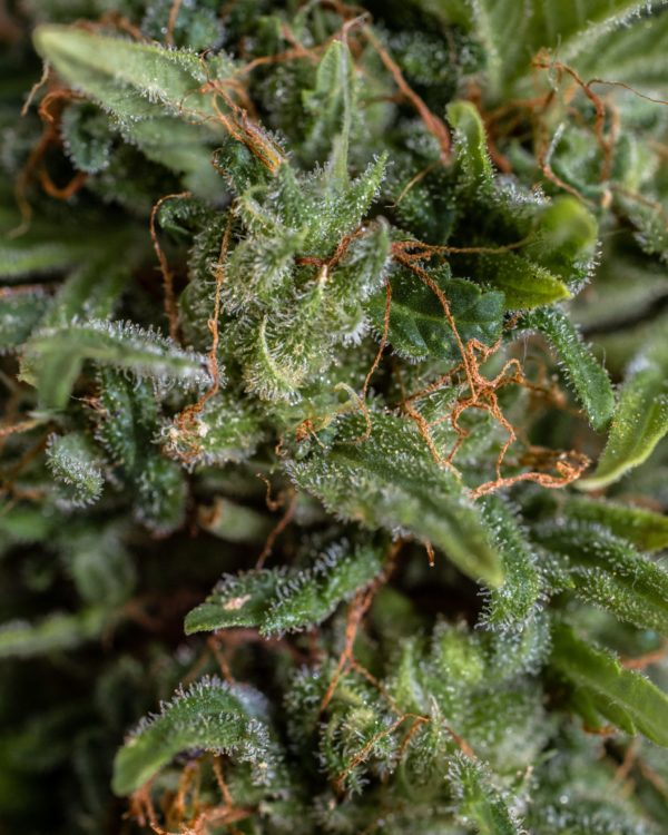 Swazi Gold Regular Seed