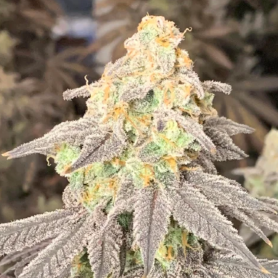 Mac-8 Clone: Capulator Genetics