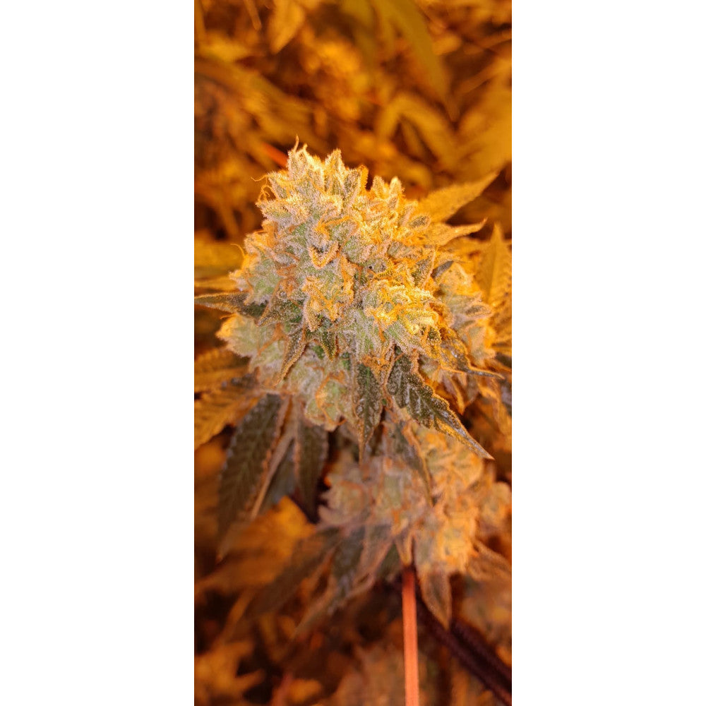Runtz Muffin Feminised Seed