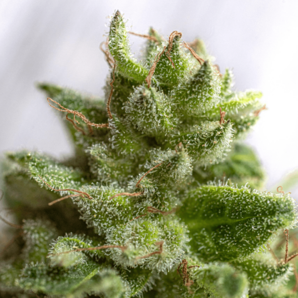 Swazi Gold Regular Seed