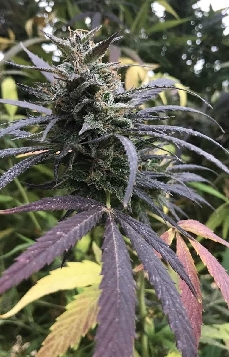 Blue Dream FAST Feminised Seed