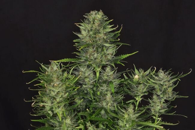 Do-Si-Dos Feminised Seed