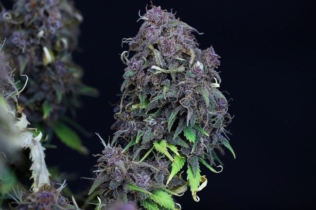 Grandaddy Purple Feminised Seed