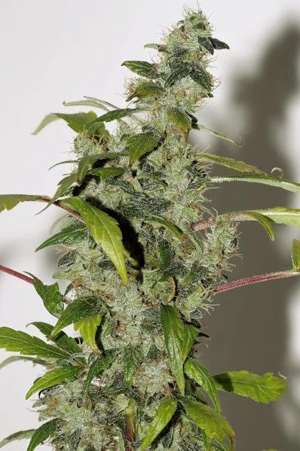 Purple Haze Feminised Seed