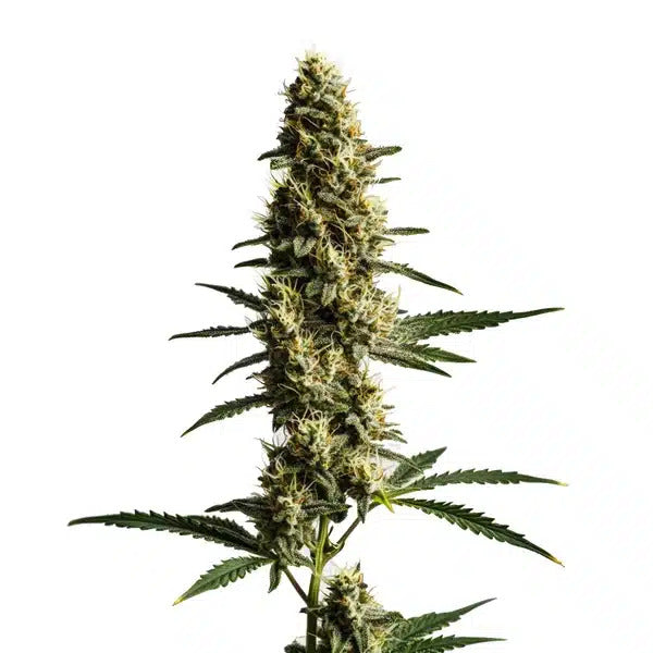 Love Potion Feminised Autoflower Seed