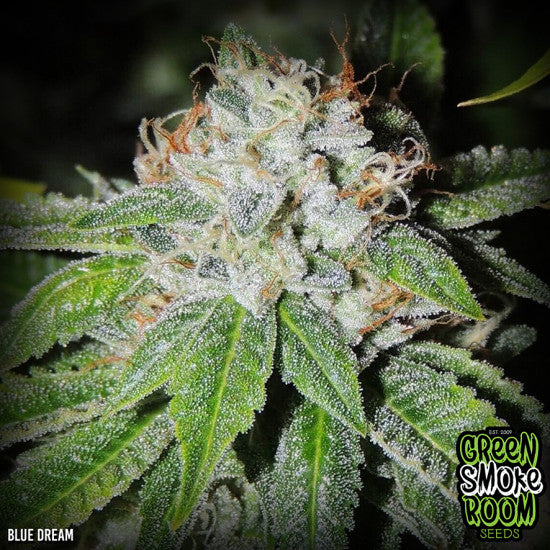 Blue Dream Feminised Seed
