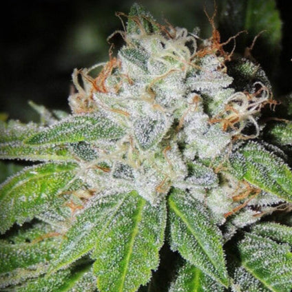 Blue Dream Feminised Seed
