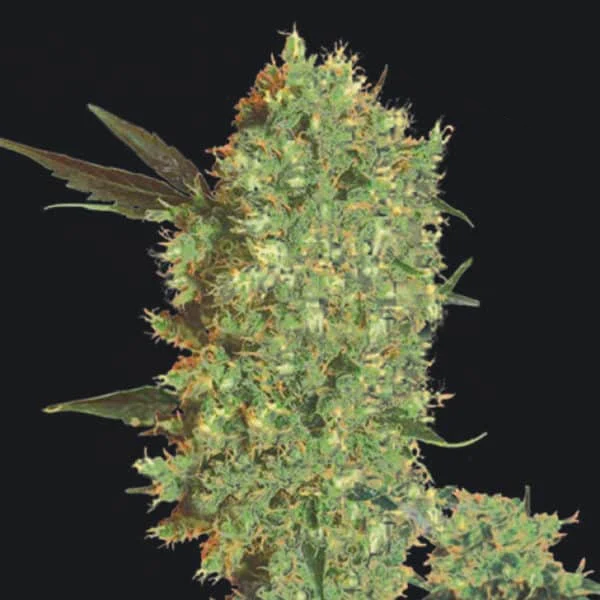 Marley's Bud Feminised Seed