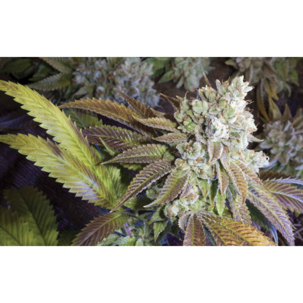 Cherry Pie #1 Feminised Seed