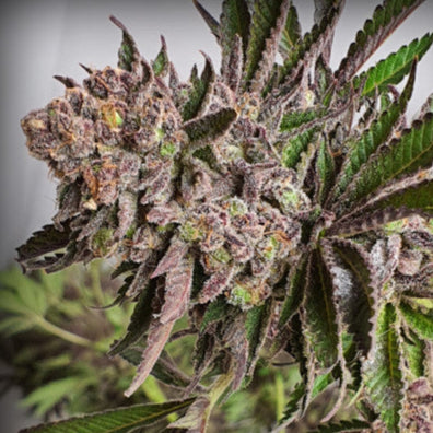Royal Purple Urkle Auto Seed