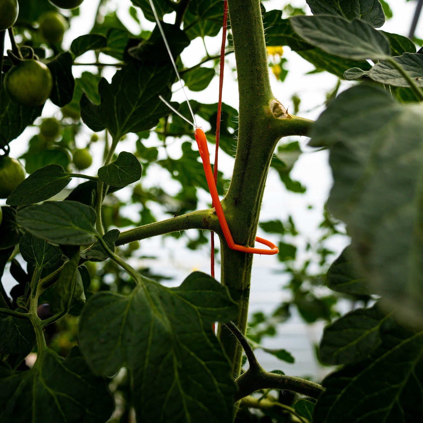 plant, support, plant support, yoyo, rope
