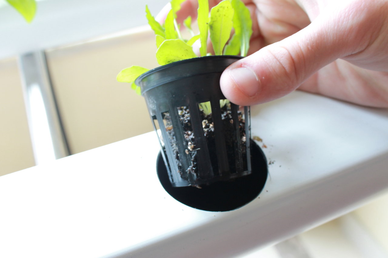 Net Pot - Set of 50