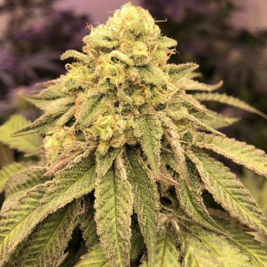 Triple Cheese Clone: Barney's Farm