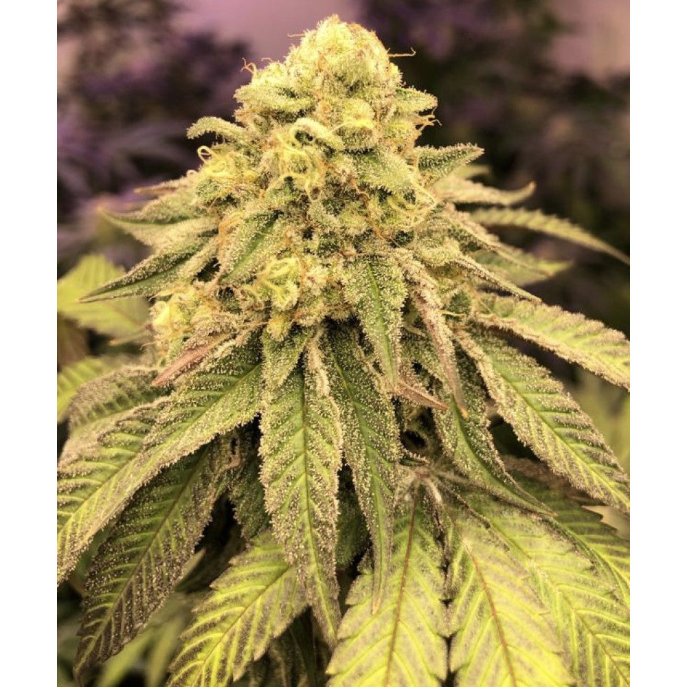 Triple Cheese Clone: Barney's Farm