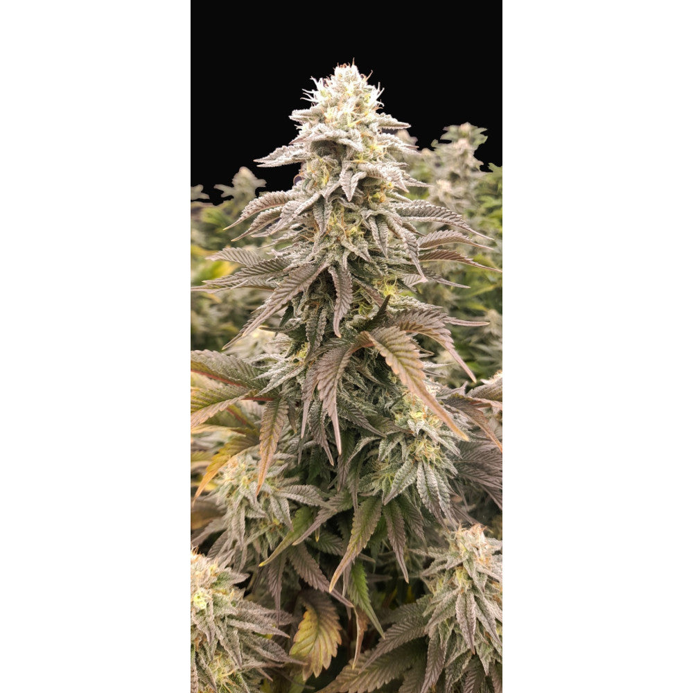 Golden Cheese Clone: Farmacy Seeds