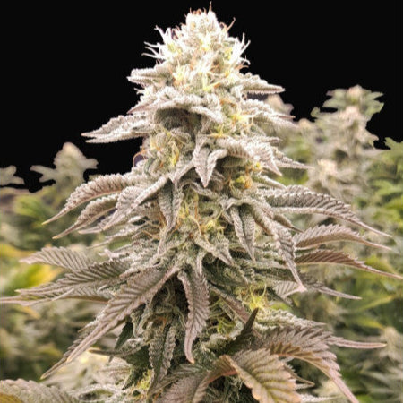 Golden Cheese Clone: Farmacy Seeds