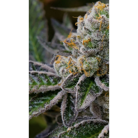 Forbidos Clone: In House Genetics