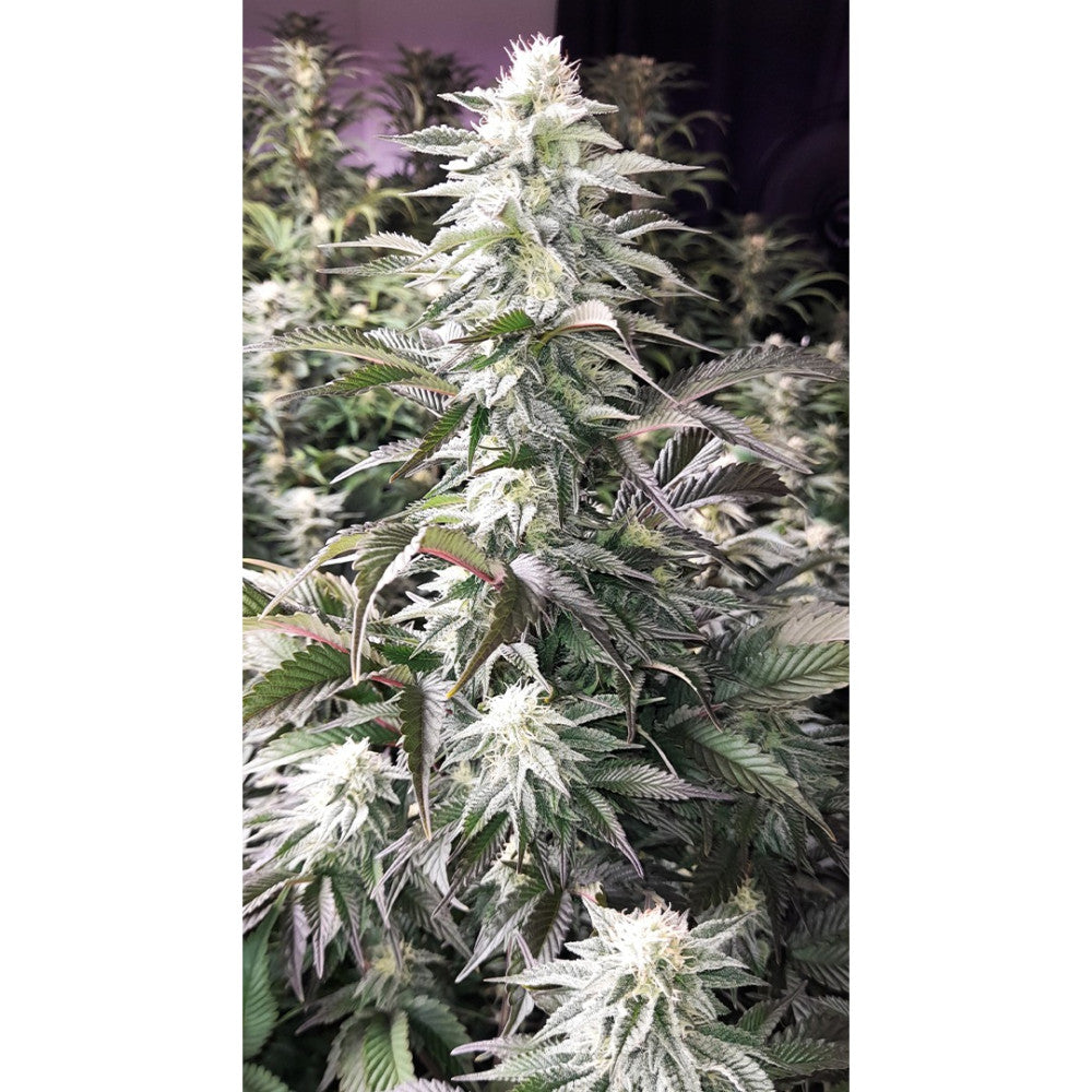 Golden Cheese Clone: Farmacy Seeds