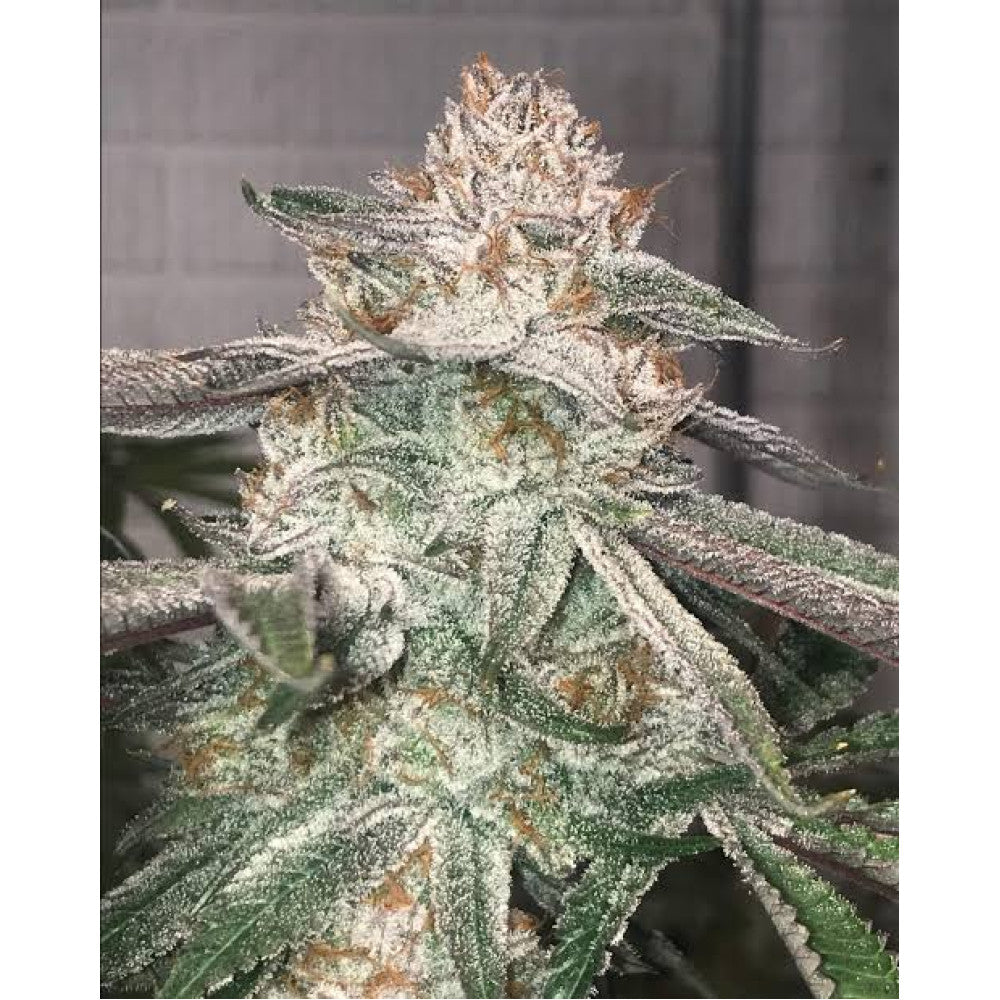 Jungle Diamonds Clone: In House Genetics