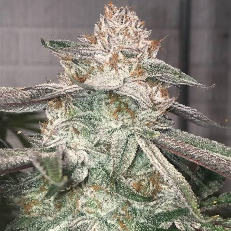 Jungle Diamonds Clone: In House Genetics