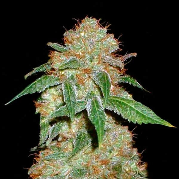 Dark Domina Feminised Seed
