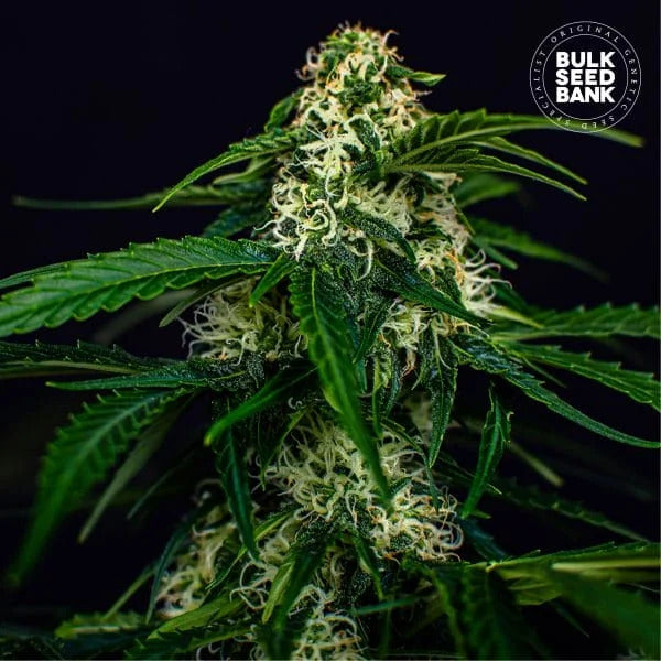 Watermelon Jam Feminised Autoflower Seed