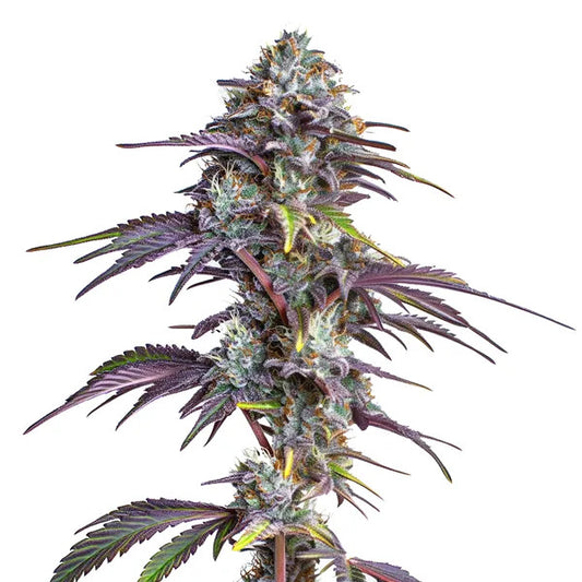 Blackberry Moonrocks Feminised Seed