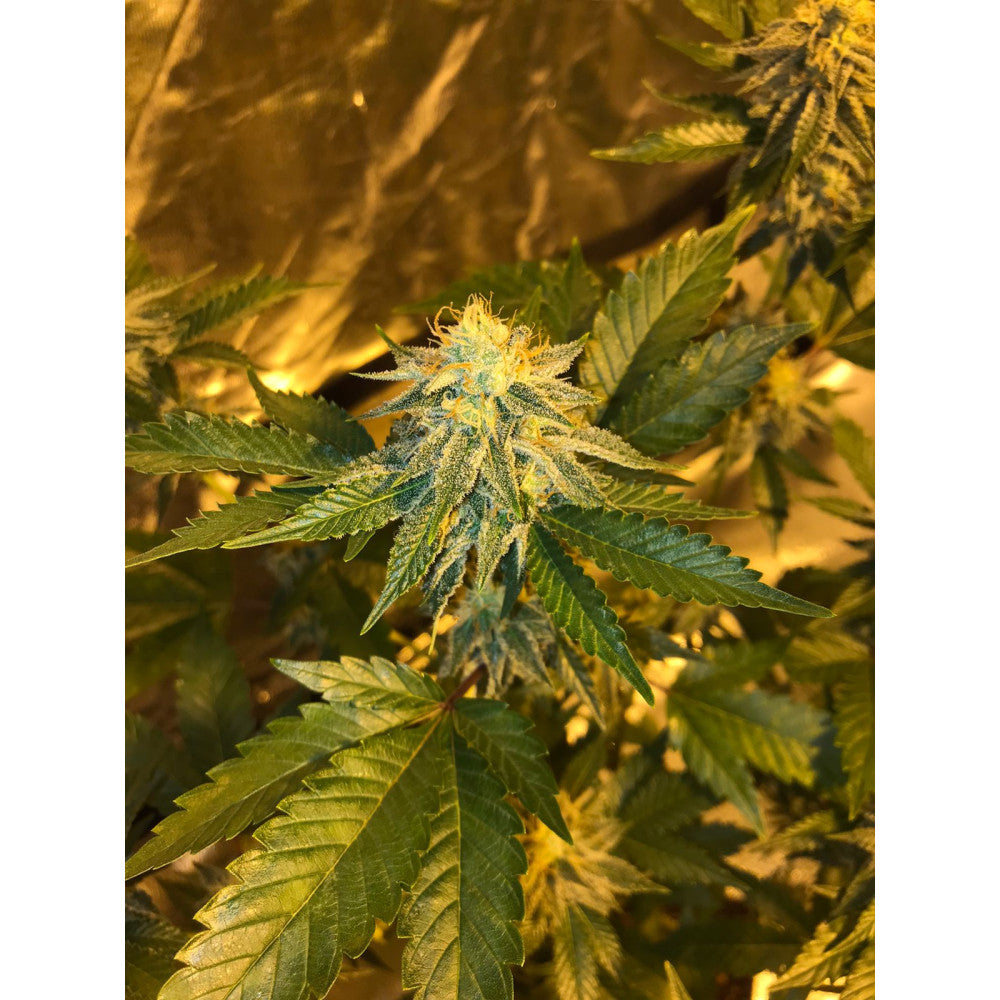 Golden Cheese Clone: Farmacy Seeds