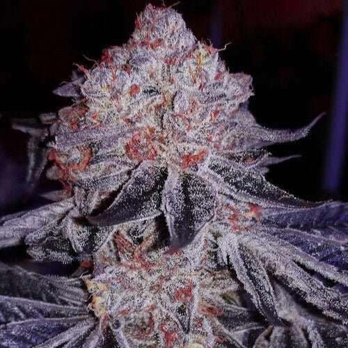 Apex Clone: Ethos Genetics